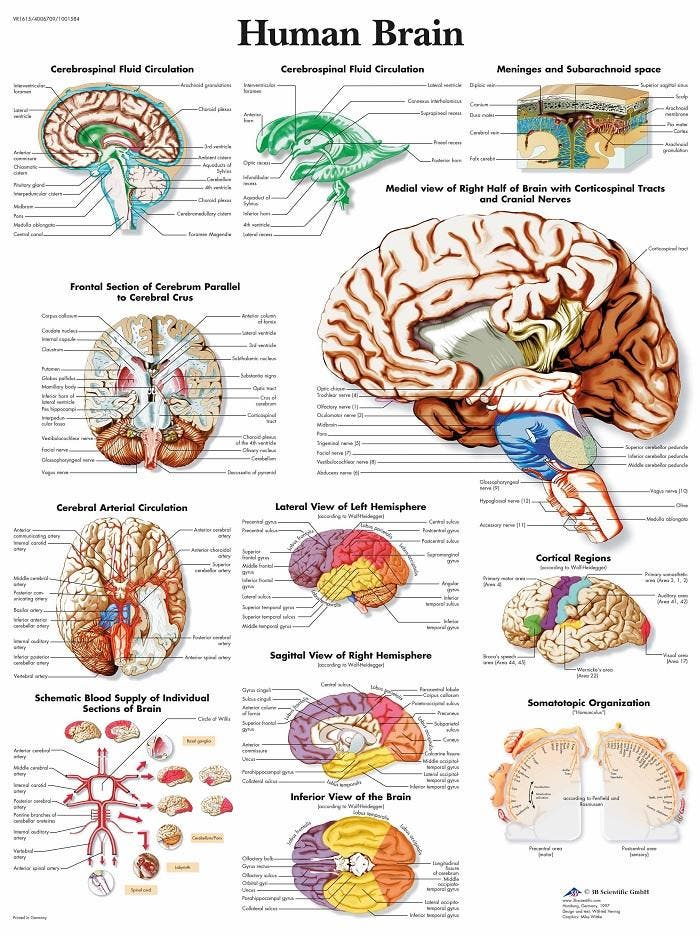 Anatomie poster hersenen (gelamineerd, 50x67 cm) + ophan..., Sport en Fitness, Massageproducten