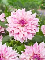 Dahlia Café au Lait Royal (Dahlia’s kopen?), Ophalen of Verzenden
