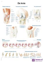 Anatomie poster kniegewricht (Nederlands/Latijn, papier,..., Nieuw