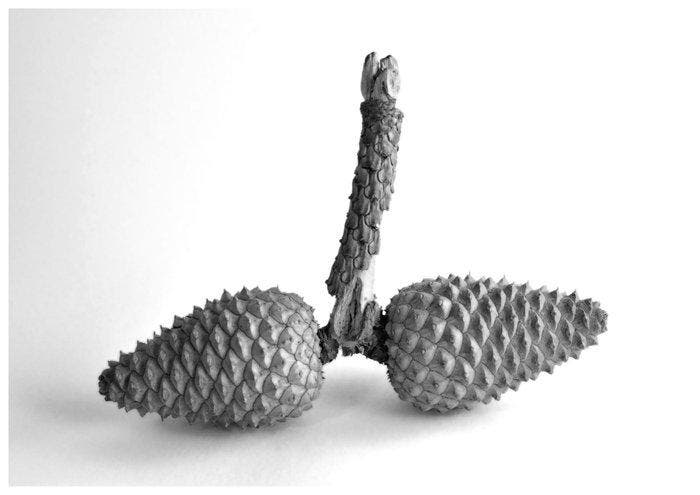 Bernd Lieven - Pine Cones I, Antiek en Kunst, Kunst | Designobjecten