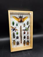 Lijst - Hout, Glas - XL - Echte insecten, Nieuw