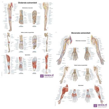 Anatomie posters bovenste en onderste extremiteit (Neder..., Nieuw