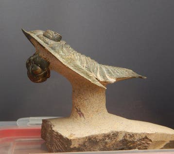 Trilobiet - Fossiel skelet - Odontochile (Zlichovaspis, Verzamelen, Mineralen en Fossielen
