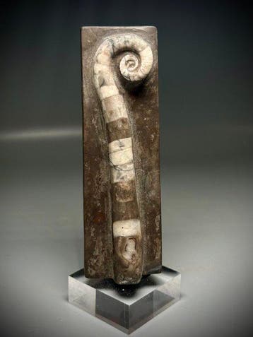 Prachtig cephalopodenfossiel - Gefossiliseerde schelp -