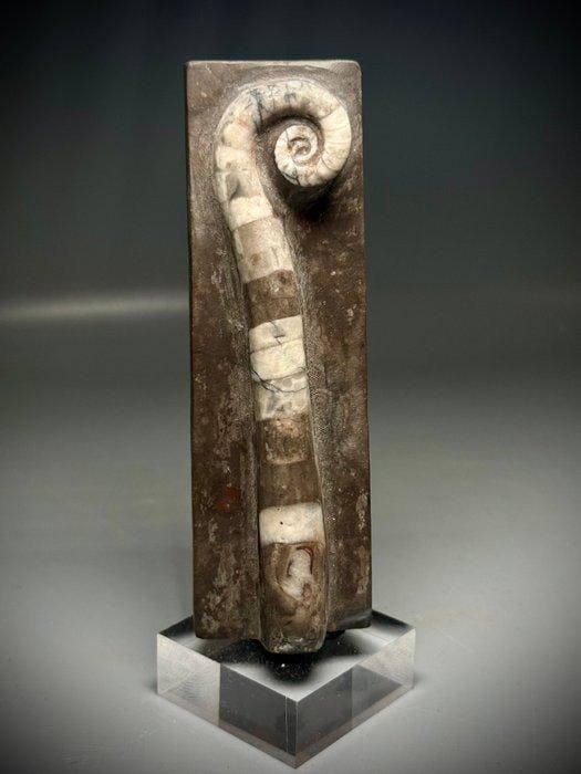 Prachtig cephalopodenfossiel - Gefossiliseerde schelp -, Verzamelen, Mineralen en Fossielen