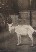 Jan Mankes (1889-1920) - Oude geit