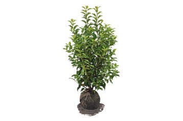 Portugese laurier BRENELIA® NIEUW!! www.haagplantenkopen.nl, Ophalen of Verzenden, Laurier, Haag