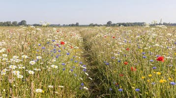 Bloemenweide fotobehang – natuur behang op maat, Verzenden, Fotobehang