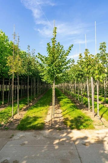 Tilia cordata Winter Orange hoogstam 20/25, Tuin en Terras, Planten | Tuinplanten