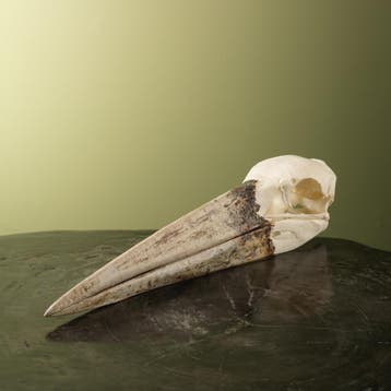 Afrikaanse Maraboe Schedel, Ophalen of Verzenden, Nieuw, Vogel, Opgezet dier