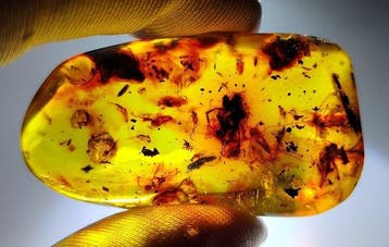 FOSSlL-AMAZING!! Dominicaans amber- 11.14 g