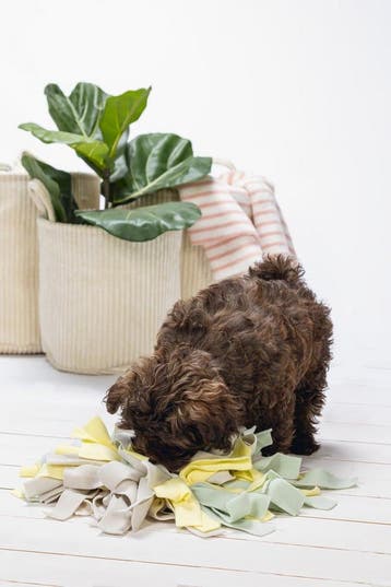 Beeztees Puppy Sniffy Snuffelmat - Puppy Speelgoed - Puppy, Ophalen of Verzenden, Zo goed als nieuw