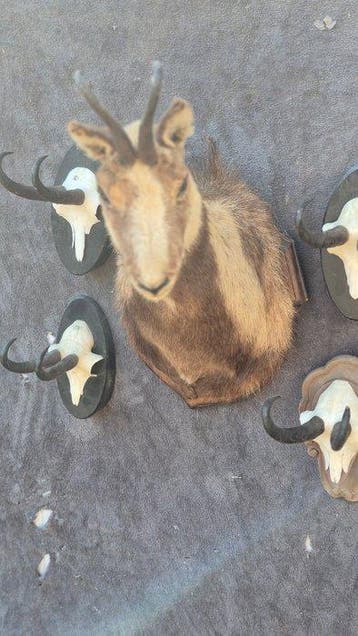 Gems Taxidermie wandmontage - Rupicaprfa rupicapra -tres, Nieuw