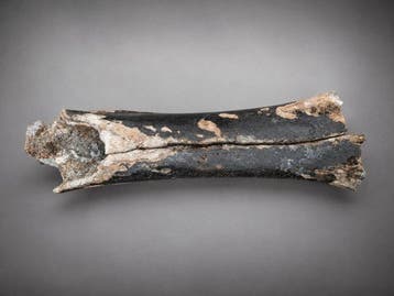 Juveniele Woolly Mammoth Femur – Noordzee – 46 cm -