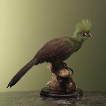 Toerako Taxidermie volledige montage - Tauraco persa buffoni, Nieuw