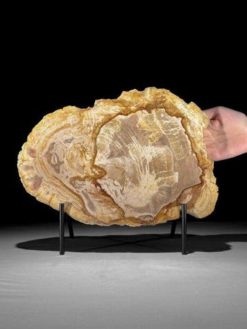 Prachtige snede van versteend hout op een op maat gemaakte
