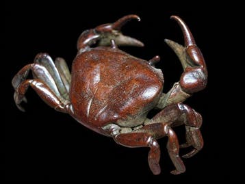 Decoratief ornament - Vintage bronzen krabsculptuur