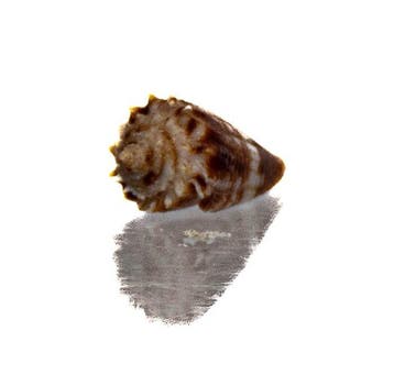 Zeldzame miniatuurrariteit: Conus ammiralis (Admiraalskegel)