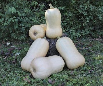 Waldo PMT F1 BIO Flespompoen Butternut 50 zaden, Ophalen of Verzenden, Nieuw