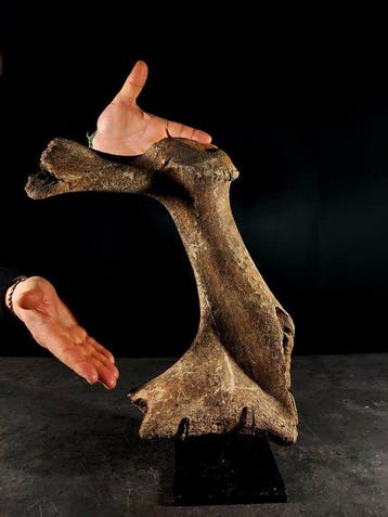 Podium van een fossiel hert - Fossiel fragment - megaloceros, Nieuw