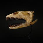 Plesiosaurus - Fossiele schedel - Zarafasaura oceanis - 48