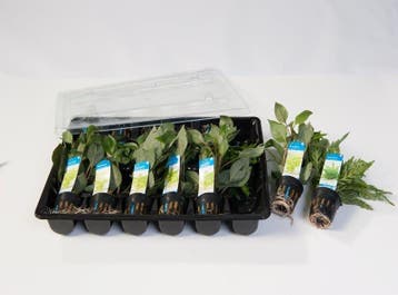 Mix pakket voor-, midden- en achtergrond planten 12 stuks, Dieren en Toebehoren, Vissen | Aquaria en Toebehoren, Verzenden, Nieuw