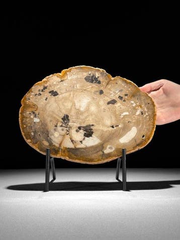 Prachtige plak versteend hout op een op maat gemaakte