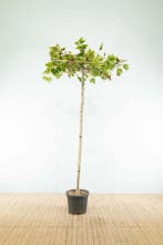 Platanus x hispanica dakvorm 10/12 240cm stam 120x120