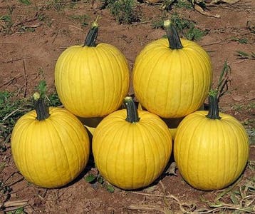 Hal. Melly Yellow F1 PMT Opvallende halloweenpompoen, Ophalen of Verzenden, Nieuw