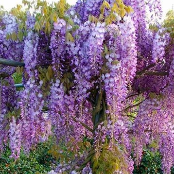 Chinese Wisteria Prolific container (C3) Blauweregen, Verzenden, Overige soorten, Struik