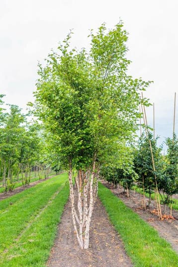 Betula nigra meerstammig 250-300