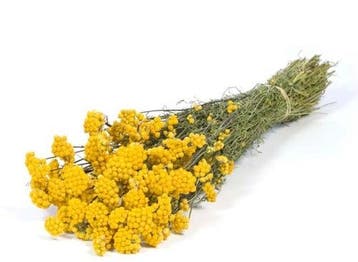 Lona Yellow Droogbloem bundel, Ophalen of Verzenden, Nieuw