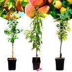 Exotische fruitbomen Abrikoos Perzik Kaki + Po, Tuin en Terras, Planten | Fruitbomen, Verzenden, Volle zon