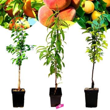Exotische fruitbomen Abrikoos Perzik Kaki + Po, Verzenden, Volle zon