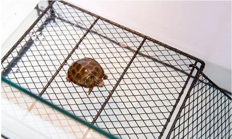 Schildpad Zonneplatform – Drijvend Basking Platform Aquarium Turtle photo 8