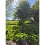 Kamer te huur aan Zutphensestraat in Brummen - Gelderland, Minder dan 20 m²