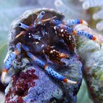Clibanarius tricolor (Heremietkreeft) S (Ong. 1 cm), Ophalen of Verzenden, Nieuw