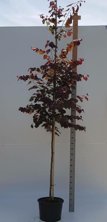 Cercis canadensis Forest Pansy hoogstam 8/10