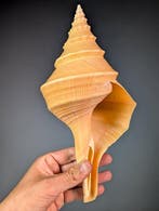 Prachtige valse trompet Zeeschelp - Syrinx aruanus (Zonder, Nieuw