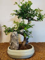 Japanese iep bonsai (Zelkova) - Hoogte (boom): 37 cm -