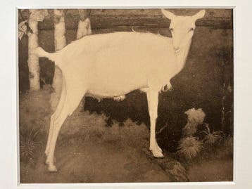 Jan Mankes (1889-1920), after - Jonge geit, Antiek en Kunst