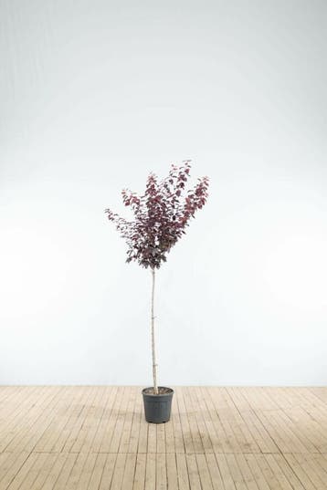 Prunus cerasifera Nigra halfstam 120cm stam