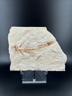 Vis - Fossiele plaatmatrix - Exocoetoides minor (?) - 10 cm, Verzamelen