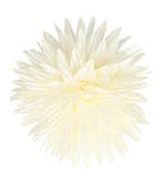 Haarspeld Duckklem 12cm – Haarbloem Aster – Creme, Nieuw