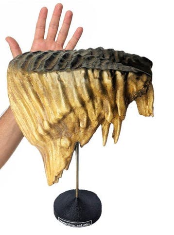 Museumkwaliteit replica - Fossiele tand - Columbian Mammoth