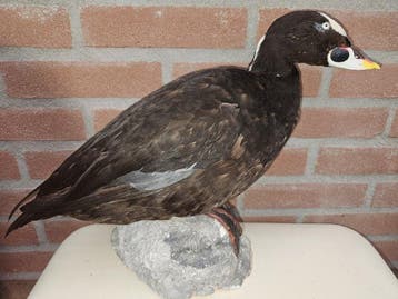 Brilzee-eend Taxidermie volledige montage - Melanitta, Nieuw