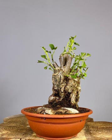 Magnolia stellata bonsai - Hoogte (boom): 55 cm - Diepte, Antiek en Kunst