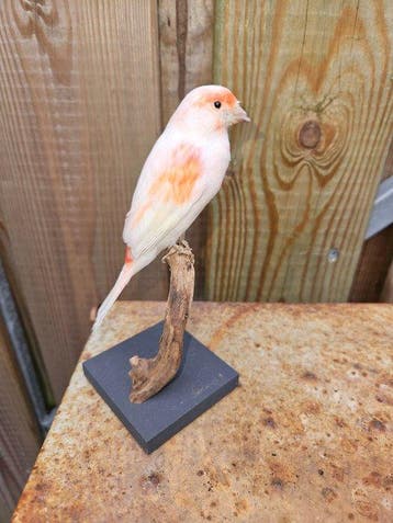 Kanarie ( Rood mozaïek ) Taxidermie volledige montage -, Nieuw