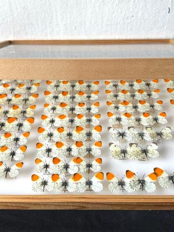 Grote historische Entomologische collectie met 93x, Nieuw