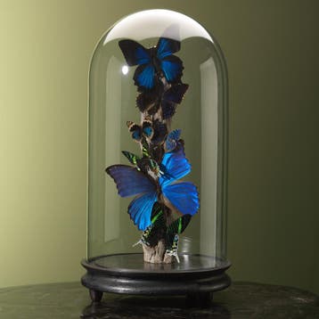 Vlinders in Antieke Stolp Taxidermie Opgezette Dieren By Max, Ophalen of Verzenden, Nieuw, Insect, Opgezet dier